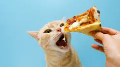 De farligaste livsmedlen för katter: Vilka livsmedel kan kosta dem hälsan?