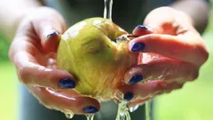 De här vanorna kan förkorta hållbarheten på äpplen med flera veckor – beprövat i praktiken