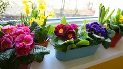 Så får du en blommande fönsterbräda året runt: 5 växter och en avgörande hemlighet