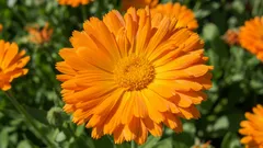 Ringblomma för huden: vad den faktiskt gör och var myterna tar slut