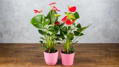 Vad behöver anthurium för att blomma: en enkel metod utan ”mirakelgödsel”