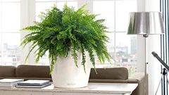 Ormbunke som luftfuktare: Vad stämmer – och vad är en myt?