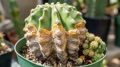 Så räddar du en kaktus från röta: tecken, orsaker och rätt skötselrutin