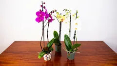 Så får du din orkidé att blomma igen hemma