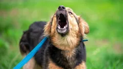 Hemligheten bakom lugna möten med andra hundar: så gör proffsen