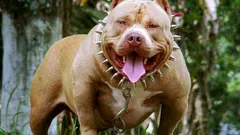 Farliga hundraser: Hur förbud fungerar och varför de ofta inte ger resultat